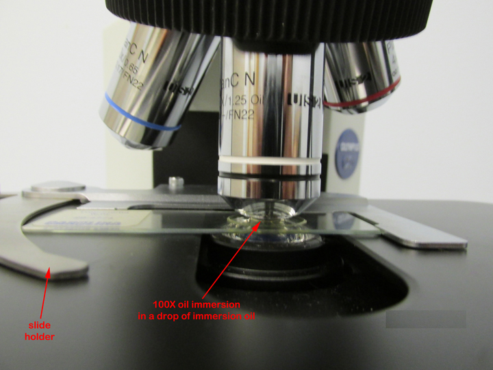 Biol 230 Lab Manual Microscope